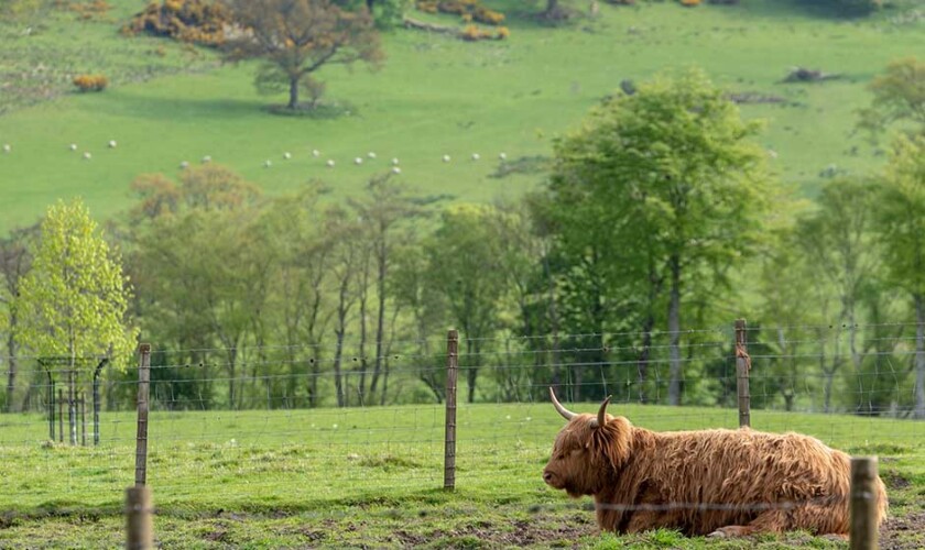 Highland cow during the Loch Ness tour