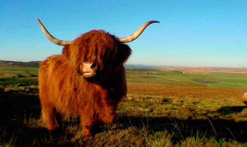 Hairy Highland cow