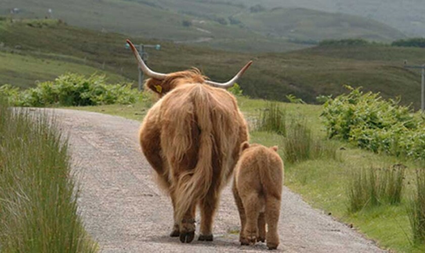 Hairy cows walking through the Scottish Highlands