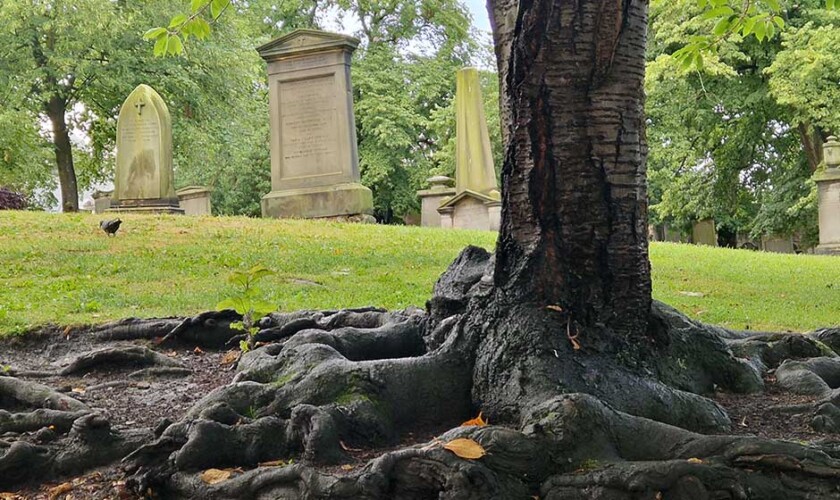 tree with roots on the ghosts tour