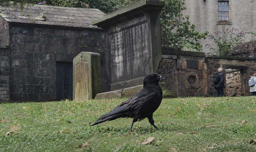 raven in the cemetery on the ghosts free tour