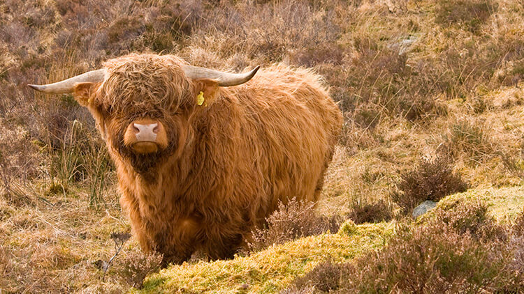 Highland cattle