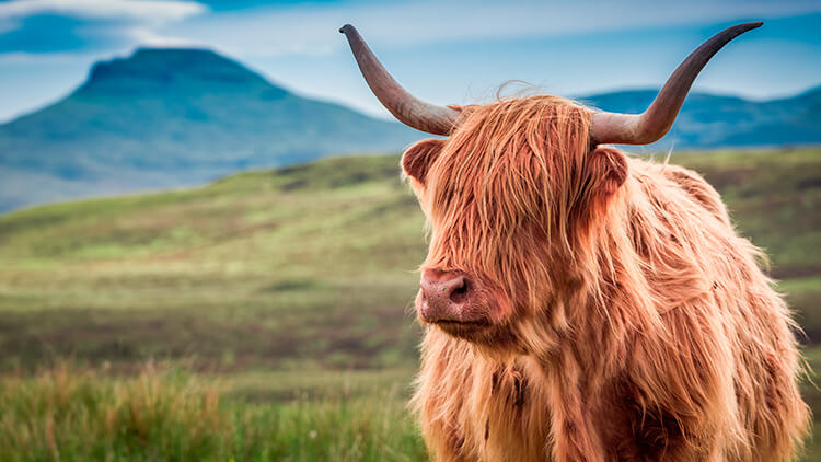 highland cattle
