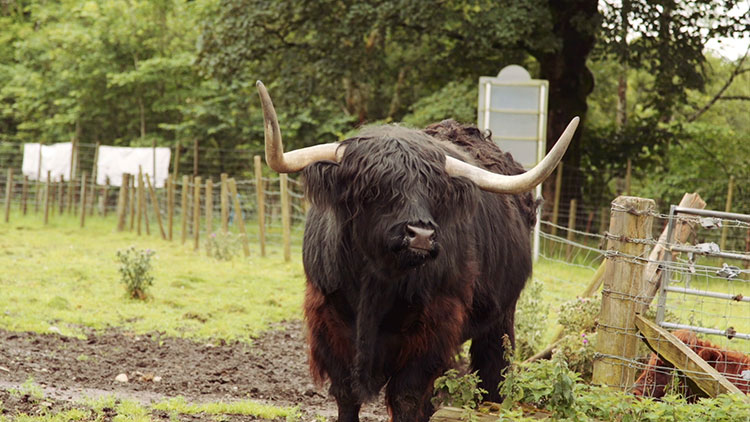 Highland cattle